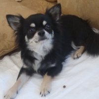 Chihuahua maschio pelo lungo con pedigree Enci