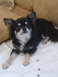 Chihuahua maschio pelo lungo con pedigree Enci