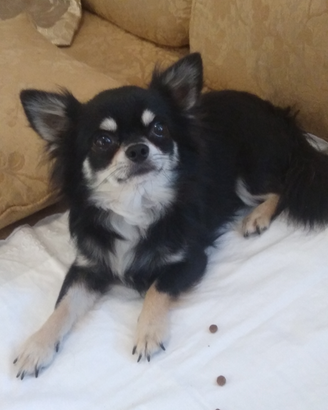 Chihuahua maschio pelo lungo con pedigree Enci