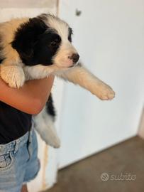 Border collie femmina con pedigree