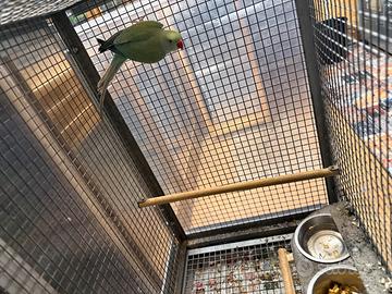 Parrocchetto dal collare