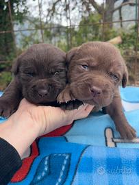 Labrador cioccolato pedigree maschi e femmine
