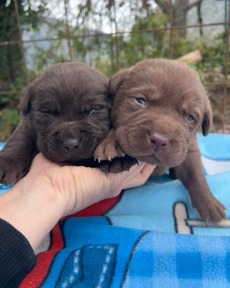 Labrador cioccolato pedigree maschi e femmine