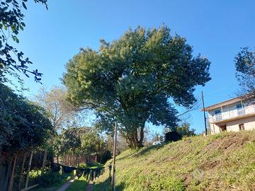 Rustico con terreno a Napoli