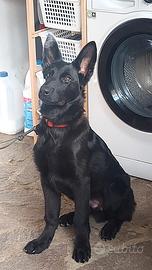 Cuccioli Pastore tedesco Nero pelo corto