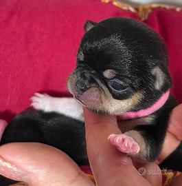 Chihuahua mini toy pedigree ENCI femmina maschio