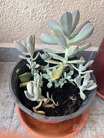 Pianta grassa a rosetta graptopetalum paraguayense