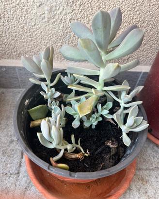 Pianta grassa a rosetta graptopetalum paraguayense