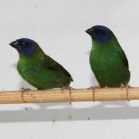 Diamante di Kittlitz