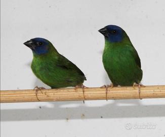 Diamante di Kittlitz