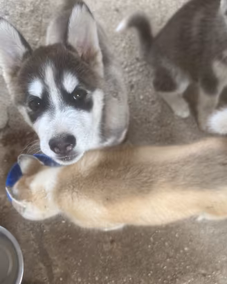Lupi ceco - husky