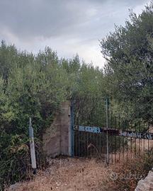 terreno