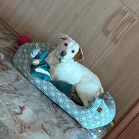 Cagnolina meticcia di taglia media