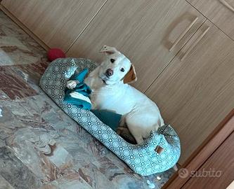 Cagnolina meticcia di taglia media