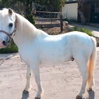 Super pony bravissimo leggi annuncio