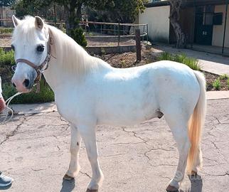 Super pony bravissimo leggi annuncio