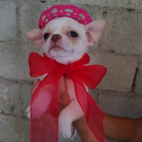 Chihuahua