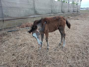 Pony welsh