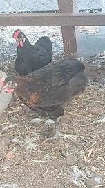 Galli ,marans, oliver , araucana,cemani ,ahudan ,