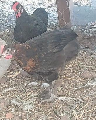 Galli ,marans, oliver , araucana,cemani ,ahudan ,