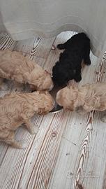 Cuccioli di cocker americano