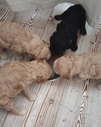 Cuccioli di cocker americano