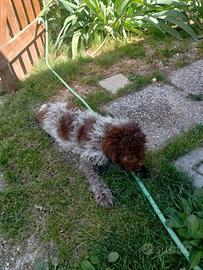 Cucciola di 3 mesi con pedigree