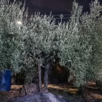 Alberi di ulivo