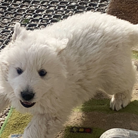 Cuccioli pastore abbruzzese