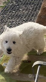 Cuccioli pastore abbruzzese