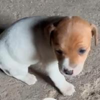 Jack russell femmina