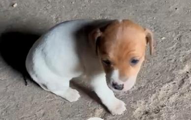 Jack russell femmina