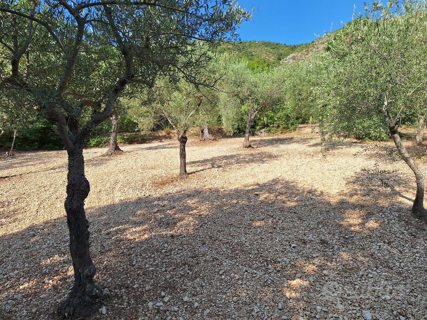 Terreno e piante di ulivo - zona capestrano - Vista 5