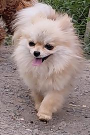 spitz 