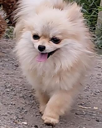spitz 