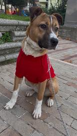 A malincuore incrocio Pitbull boxer