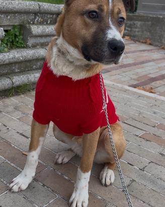 A malincuore incrocio Pitbull boxer