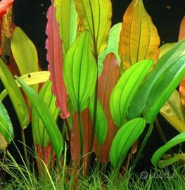 Echinodurus Red Diamond