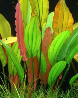Echinodurus Red Diamond