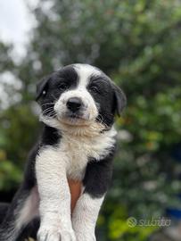 Cucciolo maschio border collie