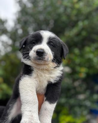 Cucciolo maschio border collie