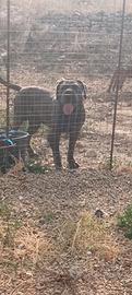 Cane corso