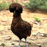 Moroseta Padovane ciuffate araucana