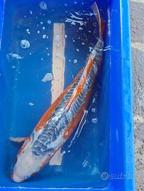 Koi shusui