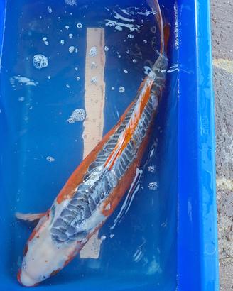 Koi shusui