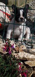 Bulldog francese