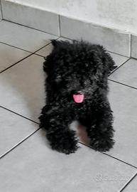 Cuccioli di barboncino pronti per l adozione