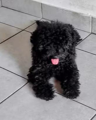 Cuccioli di barboncino pronti per l adozione