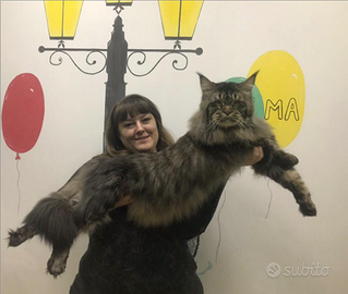 Cuccioli di Campioni Maine Coon