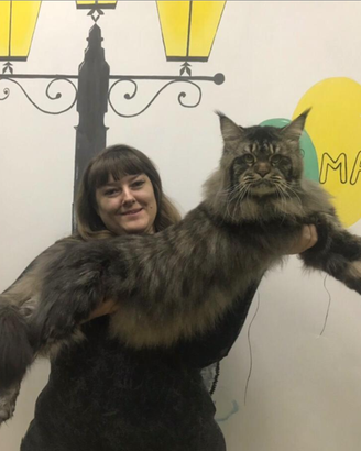 Cuccioli di Campioni Maine Coon